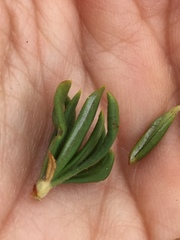 Eriogonum fasciculatum fasciculatum