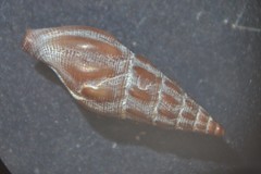 Bela