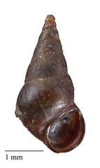 Tatea huonensis