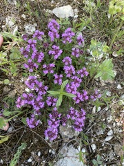 Thymus dimorphus