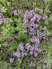 Thymus dimorphus