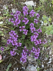 Thymus dimorphus