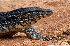 Varanus salvator salvator