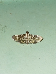 Chabula acamasalis