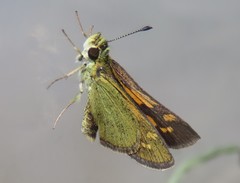 Suniana lascivia