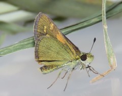 Suniana lascivia