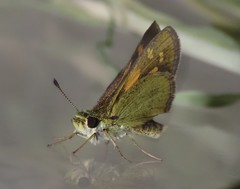 Suniana lascivia