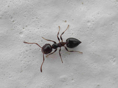 Crematogaster auberti