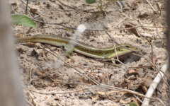 Gerrhosaurus nigrolineatus