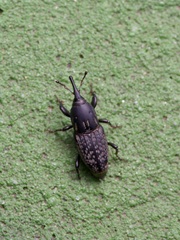 Sphenophorus cariosus