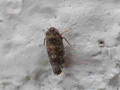 Neoaliturus guttulatus