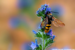 Megascolia maculata maculata