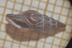 Bela