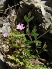 Silene sedoides