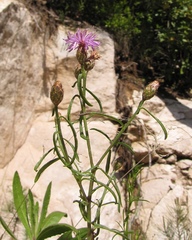 Centaurea glaberrima