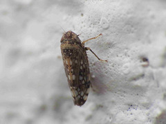 Neoaliturus guttulatus