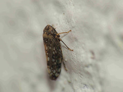 Neoaliturus guttulatus