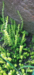 Crassula lanceolata