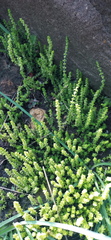 Crassula lanceolata