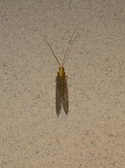 Italochrysa