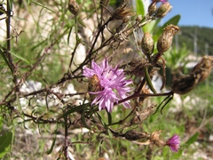 Centaurea glaberrima