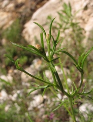 Centaurea glaberrima