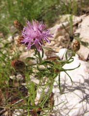 Centaurea glaberrima