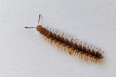 Brachydesmus proximus