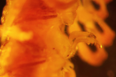 Brachydesmus proximus