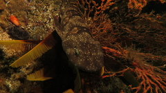 Haploblepharus pictus