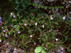 Silene sedoides