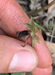 Chiloglottis reflexa