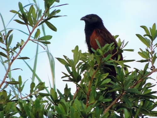 Black Coucal (Centropus grillii), photo 6