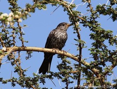 Bubalornis niger intermedius