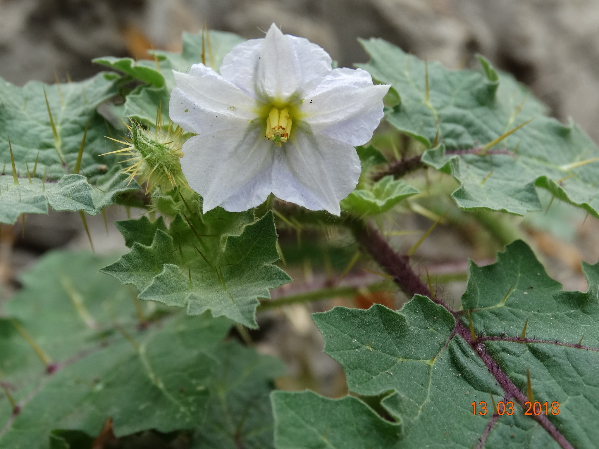 Solanum campechiense