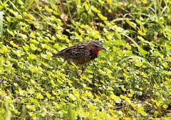 Macronyx ameliae wintoni