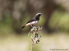 Oenanthe lugubris schalowi