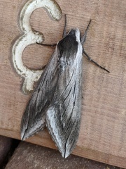Sphinx perelegans