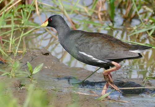 Lesser Moorhen (Paragallinula angulata), photo 8
