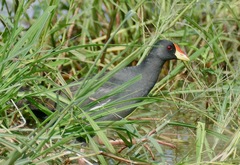 Paragallinula angulata