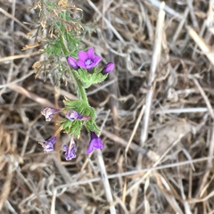Gilia nevinii