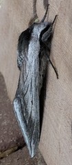 Sphinx perelegans