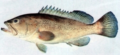 Dotted Grouper photo 2