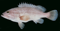 Dotted Grouper photo 3