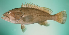 Dotted Grouper photo 4