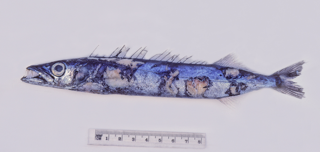 Black Snake Mackerel