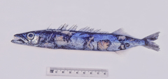 Black Snake Mackerel photo 1