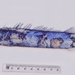 Black Snake Mackerel - Photo (c) Ken Graham, some rights reserved (CC BY-NC), uploaded by Ken Graham