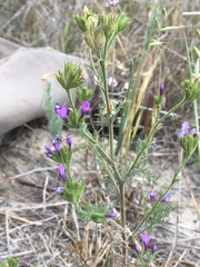 Gilia nevinii