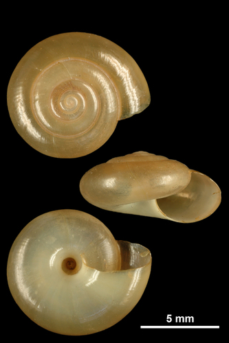 Swiss Glass Snail